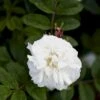 Rynket Rose 'Louise Bugnet' Rosa Rugosa 'Louise Bugnet' A-Kvalitet,- Barrods Roser Min. 3 Grene -Plantetorvet Butik p5234 52275 rosa rugosa louise bugnet 5d43