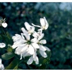 Rundbladet Bærmispel Amelanchier Rotundifolia Potte 7,5 Liter 125-150 Cm. -Plantetorvet Butik p5246 41336 amelanchier rotundifolia 74f6