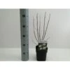 Knopbusk Cephalanthus Occidentalis Potte 2,0 Liter,- 30-40 Cm. 2 Knopbusk Cephalanthus Occidentalis Potte 2,0 Liter,- 30-40 Cm. -Plantetorvet Butik p525 34607 cephalanthus occidentalis 6094