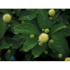 Knopbusk Cephalanthus Occidentalis Potte 2,0 Liter,- 30-40 Cm. -Plantetorvet Butik p525 432 cephalanthus occidentalis 9f0e