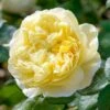 'Charles Darwin'™ Rosa X 'Charles Darwin'™ (Engelsk Rose) A-Kvalitet,- Barrods Roser Min. 3 Grene 1 'Charles Darwin'™ Rosa X 'Charles Darwin'™ (Engelsk Rose) A-Kvalitet,- Barrods Roser Min. 3 Grene -Plantetorvet Butik p5351 52955 rosa x charles darwin engelsk rose b9f2