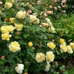 'Charles Darwin'™ Rosa X 'Charles Darwin'™ (Engelsk Rose) A-Kvalitet,- Barrods Roser Min. 3 Grene -Plantetorvet Butik p5351 52956 rosa x charles darwin engelsk rose 1381