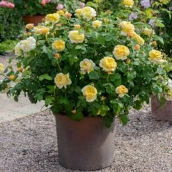 'Charles Darwin'™ Rosa X 'Charles Darwin'™ (Engelsk Rose) A-Kvalitet,- Barrods Roser Min. 3 Grene -Plantetorvet Butik p5351 52957 rosa x charles darwin engelsk rose 37e3