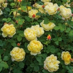 'Charles Darwin'™ Rosa X 'Charles Darwin'™ (Engelsk Rose) A-Kvalitet,- Barrods Roser Min. 3 Grene -Plantetorvet Butik p5351 52960 rosa x charles darwin engelsk rose 62bd