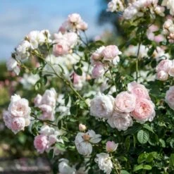 'Gentle Hermione' Rosa X 'Gentle Hermione' (Engelsk Rose) A-Kvalitet,- Barrods Roser Min. 3 Grene -Plantetorvet Butik p5361 52992 rosa x gentle hermione engelsk rose 4cb6
