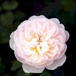 'Gentle Hermione' Rosa X 'Gentle Hermione' (Engelsk Rose) A-Kvalitet,- Barrods Roser Min. 3 Grene -Plantetorvet Butik p5361 52995 rosa x gentle hermione engelsk rose dcd8