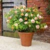 'Grace'™ Rosa X 'Grace'™ (Engelsk Rose) A-Kvalitet,- Barrods Roser Min. 3 Grene -Plantetorvet Butik p5362 53013 rosa x grace engelsk rose 5387