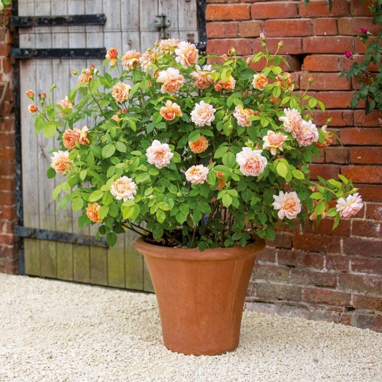 'Grace'™ Rosa X 'Grace'™ (Engelsk Rose) A-Kvalitet,- barrods roser min. 3 grene 'Grace'™ Rosa X 'Grace'™ (Engelsk Rose) A-Kvalitet,- Barrods Roser Min. 3 Grene -Plantetorvet Butik p5362 53013 rosa x grace engelsk rose 5387