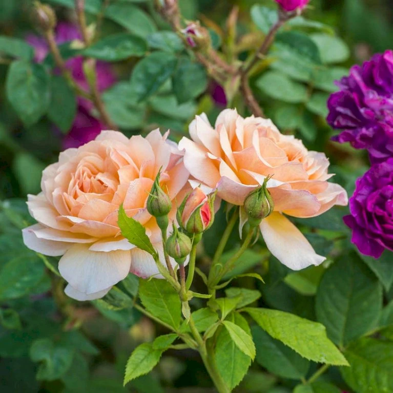 'Grace'™ Rosa X 'Grace'™ (Engelsk Rose) A-Kvalitet,- barrods roser min. 3 grene 'Grace'™ Rosa X 'Grace'™ (Engelsk Rose) A-Kvalitet,- Barrods Roser Min. 3 Grene -Plantetorvet Butik p5362 53014 rosa x grace engelsk rose 4d66