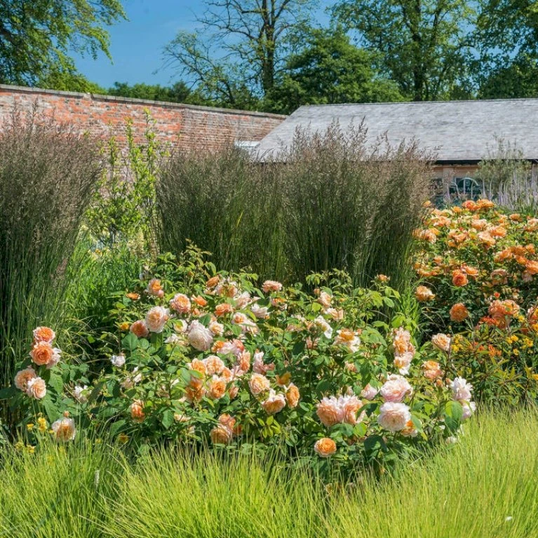 'Grace'™ Rosa X 'Grace'™ (Engelsk Rose) A-Kvalitet,- barrods roser min. 3 grene 'Grace'™ Rosa X 'Grace'™ (Engelsk Rose) A-Kvalitet,- Barrods Roser Min. 3 Grene -Plantetorvet Butik p5362 53016 rosa x grace engelsk rose 0a85