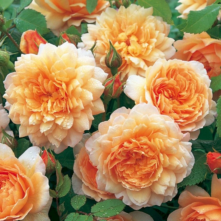 'Grace'™ Rosa X 'Grace'™ (Engelsk Rose) A-Kvalitet,- barrods roser min. 3 grene 'Grace'™ Rosa X 'Grace'™ (Engelsk Rose) A-Kvalitet,- Barrods Roser Min. 3 Grene -Plantetorvet Butik p5362 53017 rosa x grace engelsk rose 9f41