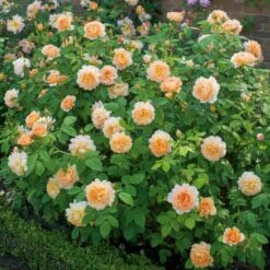 'Grace'™ Rosa X 'Grace'™ (Engelsk Rose) A-Kvalitet,- Barrods Roser Min. 3 Grene 8 'Grace'™ Rosa X 'Grace'™ (Engelsk Rose) A-Kvalitet,- Barrods Roser Min. 3 Grene -Plantetorvet Butik p5362 53018 rosa x grace engelsk rose f994