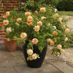 'Grace'™ Rosa X 'Grace'™ (Engelsk Rose) A-Kvalitet,- Barrods Roser Min. 3 Grene 9 'Grace'™ Rosa X 'Grace'™ (Engelsk Rose) A-Kvalitet,- Barrods Roser Min. 3 Grene -Plantetorvet Butik p5362 53019 rosa x grace engelsk rose 5e18