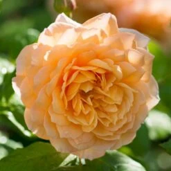 'Grace'™ Rosa X 'Grace'™ (Engelsk Rose) A-Kvalitet,- Barrods Roser Min. 3 Grene 11 'Grace'™ Rosa X 'Grace'™ (Engelsk Rose) A-Kvalitet,- Barrods Roser Min. 3 Grene -Plantetorvet Butik p5362 53021 rosa x grace engelsk rose 8a08