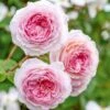 'James Galway'™ Rosa X 'James Galway'™ (Engelsk Rose) A-Kvalitet,- Barrods Roser Min. 3 Grene 1 'James Galway'™ Rosa X 'James Galway'™ (Engelsk Rose) A-Kvalitet,- Barrods Roser Min. 3 Grene -Plantetorvet Butik p5366 53029 rosa x james galway engelsk rose 0b3d