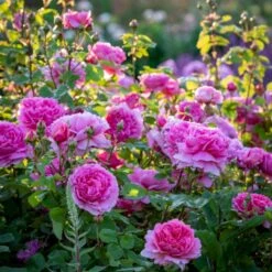 'Princess Alexandra Of Kent'™ Rosa X 'Princess Alexandra Of Kent'™ (Engelsk Rose) A-Kvalitet,- Barrods Roser Min. 3 Grene -Plantetorvet Butik p5379 53089 rosa x princess alexandra of kent engelsk rose f8dd