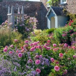 'Princess Alexandra Of Kent'™ Rosa X 'Princess Alexandra Of Kent'™ (Engelsk Rose) A-Kvalitet,- Barrods Roser Min. 3 Grene -Plantetorvet Butik p5379 53090 rosa x princess alexandra of kent engelsk rose d97b