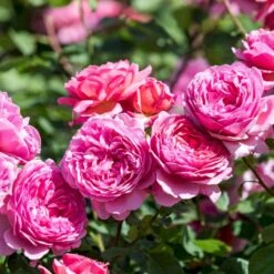 'Princess Alexandra Of Kent'™ Rosa X 'Princess Alexandra Of Kent'™ (Engelsk Rose) A-Kvalitet,- Barrods Roser Min. 3 Grene -Plantetorvet Butik p5379 53091 rosa x princess alexandra of kent engelsk rose 72bf