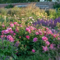 'Princess Alexandra Of Kent'™ Rosa X 'Princess Alexandra Of Kent'™ (Engelsk Rose) A-Kvalitet,- Barrods Roser Min. 3 Grene -Plantetorvet Butik p5379 53092 rosa x princess alexandra of kent engelsk rose 6383