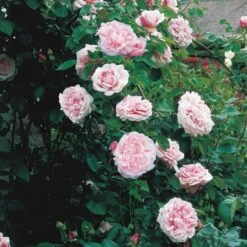 'St. Swithun' Rosa X 'St. Swithun' (Engelsk Rose) A-Kvalitet,- Barrods Roser Min. 3 Grene 6 'St. Swithun' Rosa X 'St. Swithun' (Engelsk Rose) A-Kvalitet,- Barrods Roser Min. 3 Grene -Plantetorvet Butik p5386 53126 rosa x st swithun engelsk rose 6f3d