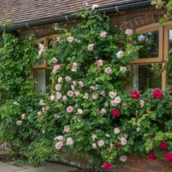 'St. Swithun' Rosa X 'St. Swithun' (Engelsk Rose) A-Kvalitet,- Barrods Roser Min. 3 Grene 8 'St. Swithun' Rosa X 'St. Swithun' (Engelsk Rose) A-Kvalitet,- Barrods Roser Min. 3 Grene -Plantetorvet Butik p5386 53128 rosa x st swithun engelsk rose de53