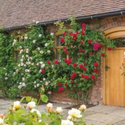 'St. Swithun' Rosa X 'St. Swithun' (Engelsk Rose) A-Kvalitet,- Barrods Roser Min. 3 Grene 9 'St. Swithun' Rosa X 'St. Swithun' (Engelsk Rose) A-Kvalitet,- Barrods Roser Min. 3 Grene -Plantetorvet Butik p5386 53129 rosa x st swithun engelsk rose df28