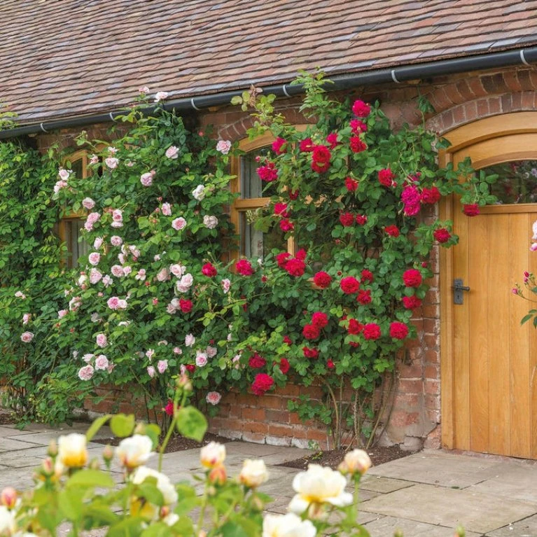 'St. Swithun' Rosa X 'St. Swithun' (Engelsk Rose) A-Kvalitet,- barrods roser min. 3 grene 'St. Swithun' Rosa X 'St. Swithun' (Engelsk Rose) A-Kvalitet,- Barrods Roser Min. 3 Grene -Plantetorvet Butik p5386 53129 rosa x st swithun engelsk rose df28