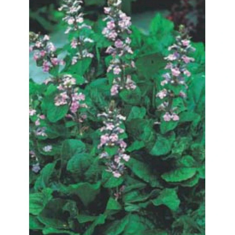 Krybende Læbeløs 'Rosea' Ajuga Reptans 'Rosea' 10 cm. potte Krybende Læbeløs 'Rosea' Ajuga Reptans 'Rosea' 10 Cm. Potte -Plantetorvet Butik p5410 4005 ajuga reptans rosea f87d