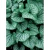 Kærmindesøster 'Jack Frost' Brunnera Macrophylla 'Jack Frost' 1 Liter Potte -Plantetorvet Butik p5453 4037 brunnera macrophylla jack frost 4220