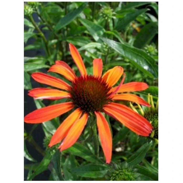 Solhat 'Hot Summer' Echinacea Hybrid 'Hot Summer' 1 liter potte Solhat 'Hot Summer' Echinacea Hybrid 'Hot Summer' 1 Liter Potte -Plantetorvet Butik p5495 28299 echinacea hybrid hot summer e63a
