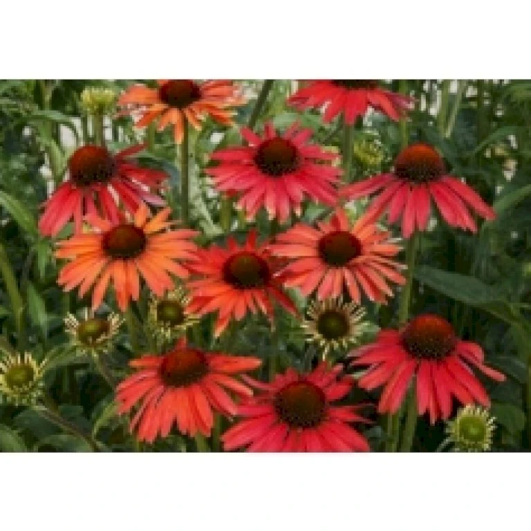 Solhat 'Hot Summer' Echinacea Hybrid 'Hot Summer' 1 liter potte Solhat 'Hot Summer' Echinacea Hybrid 'Hot Summer' 1 Liter Potte -Plantetorvet Butik p5495 28300 echinacea hybrid hot summer 13f8