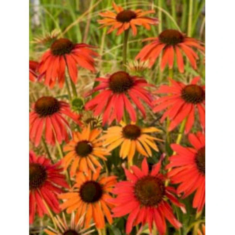 Solhat 'Hot Summer' Echinacea Hybrid 'Hot Summer' 1 liter potte Solhat 'Hot Summer' Echinacea Hybrid 'Hot Summer' 1 Liter Potte -Plantetorvet Butik p5495 4072 echinacea hybrid hot summer 859b