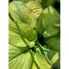 Funkia 'Guacamole' Hosta Hybrid 'Guacamole' 1 Liter Potte 2 Funkia 'Guacamole' Hosta Hybrid 'Guacamole' 1 Liter Potte -Plantetorvet Butik p5553 36093 hosta hybrid guacamole b7c9