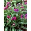 Lungeurt 'Raspberry Splash' Pulmonaria Sac. 'Raspberry Splash' 1 Liter Potte 2 Lungeurt 'Raspberry Splash' Pulmonaria Sac. 'Raspberry Splash' 1 Liter Potte -Plantetorvet Butik p5625 46296 pulmonaria sac raspberry splash 2d8f