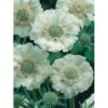 Scabiose 'Perfecta Alba' Scabiosa Caucasica 'Perfecta Alba' 1 Liter Potte 2 Scabiose 'Perfecta Alba' Scabiosa Caucasica 'Perfecta Alba' 1 Liter Potte -Plantetorvet Butik p5636 4184 scabiosa caucasica perfecta alba 90e7