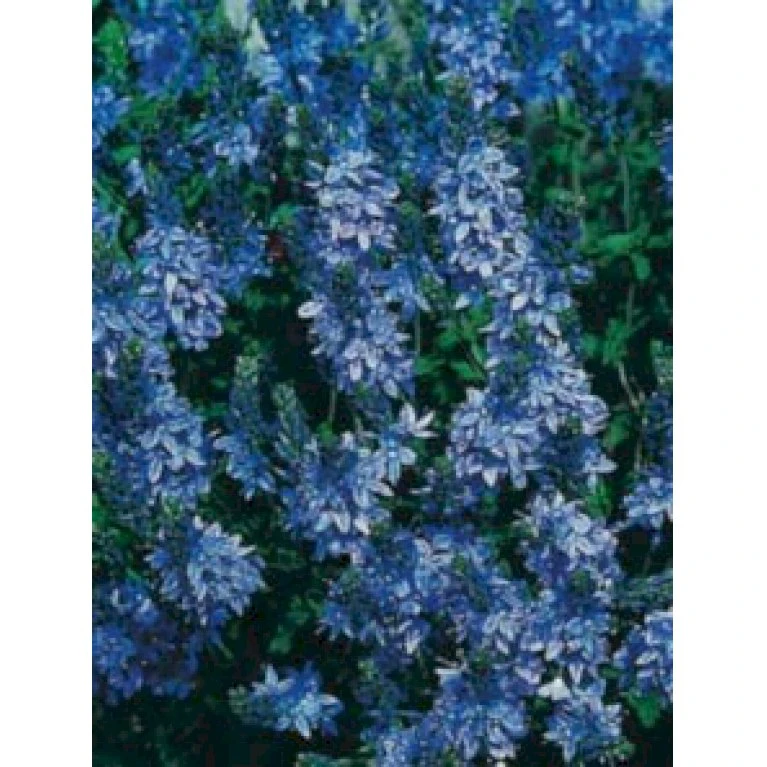 Læge ærenpris 'Allgrün' Veronica Officinalis 'Allgrün' 10 cm. potte Læge ærenpris 'Allgrün' Veronica Officinalis 'Allgrün' 10 Cm. Potte -Plantetorvet Butik p5682 4220 veronica officinalis allgruen 5802