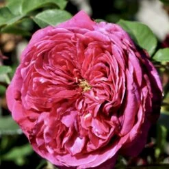 'Natalie™ Renaissance'® Rosa X 'Natalie™ Renaissance'® (Renaissancerose) A-Kvalitet,- Barrods Roser Min. 3 Grene
