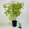 Gulbroget Kornel 'Gouchaultii' Cornus Alba 'Gouchaultii' Potte 6,5 Liter 60-80 Cm.