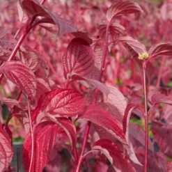Rødgrenet Kornel 'Sibirica' Cornus Alba 'Sibirica' Potte 12 Liter,- 100-125 Cm. 4 Rødgrenet Kornel 'Sibirica' Cornus Alba 'Sibirica' Potte 12 Liter,- 100-125 Cm. -Plantetorvet Butik p608 47317 cornus alba sibirica 58a6