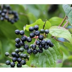 Rød Kornel Cornus Sanguinea Solitær Busk 150-200 Cm. - Med Klump