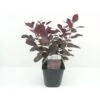 Rødbladet Parykbusk 'Royal Purple' Cotinus Coggygria 'Royal Purple' Potte 2,0 Liter,- 30-40 Cm. 1 Rødbladet Parykbusk 'Royal Purple' Cotinus Coggygria 'Royal Purple' Potte 2,0 Liter,- 30-40 Cm. -Plantetorvet Butik p630 33917 cotinus coggygria royal purple 0cf5