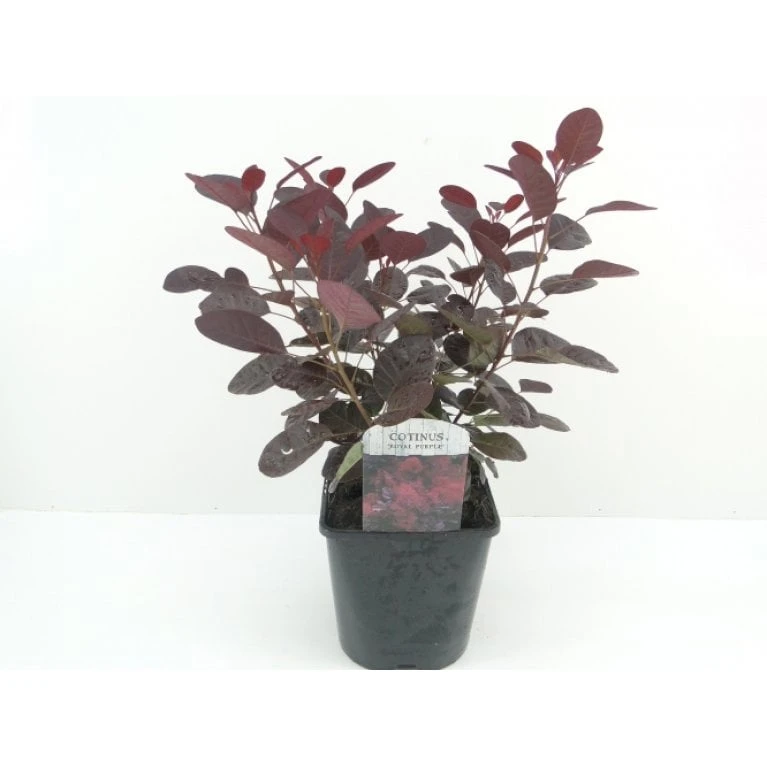 Rødbladet Parykbusk 'Royal Purple' Cotinus Coggygria 'Royal Purple' Potte 2,0 liter,- 30-40 cm. Rødbladet Parykbusk 'Royal Purple' Cotinus Coggygria 'Royal Purple' Potte 2,0 Liter,- 30-40 Cm. -Plantetorvet Butik p630 33917 cotinus coggygria royal purple 0cf5