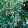 Vifte-Dværgmispel Cotoneaster Divaricatus Solitær Busk 150-175 Cm. - Med Klump -Plantetorvet Butik p636 521 cotoneaster divaricatus 23fb