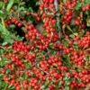 Fiskeben-Dværgmispel 'Cotali' Cotoneaster Horizontalis 'Cotali' 3,5 Liter Potte -Plantetorvet Butik p638 52509 cotoneaster horizontalis cotali 829b