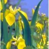Gul Iris Iris Pseudoacorus 1 Liter Potte -Plantetorvet Butik p6547 37969 iris pseudacorus c11b