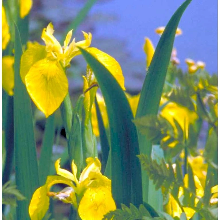 Gul Iris Iris Pseudoacorus 1 liter potte Gul Iris Iris Pseudoacorus 1 Liter Potte -Plantetorvet Butik p6547 37969 iris pseudacorus c11b