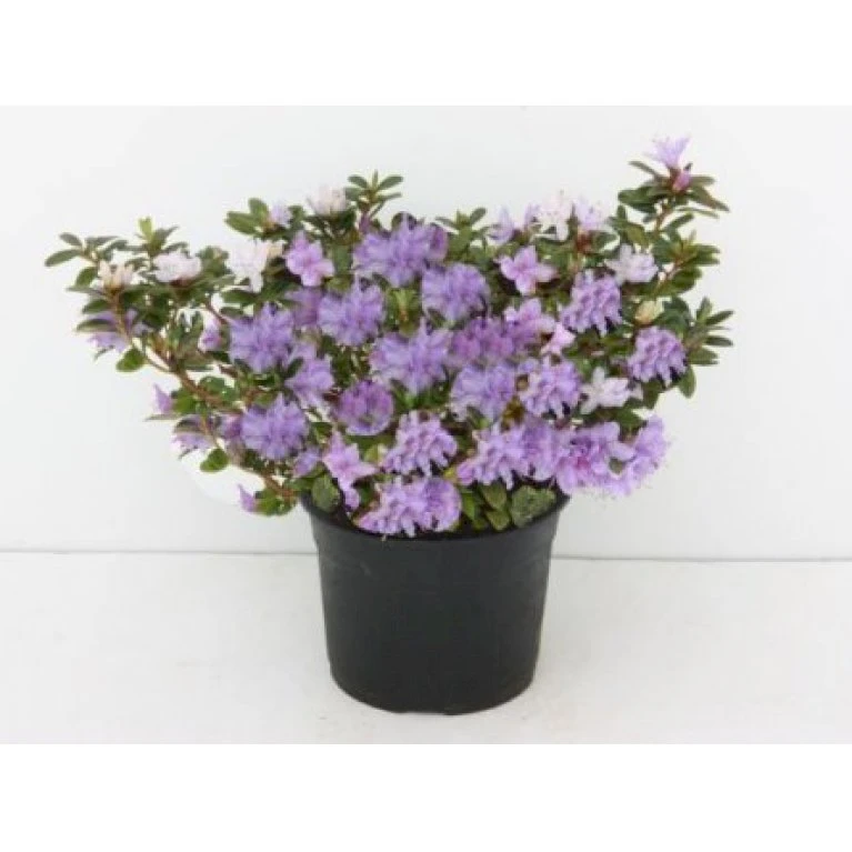 'Gristede' Rhododendron Impeditum 'Gristede' Potte 2,0 liter,- 20-30 cm. 'Gristede' Rhododendron Impeditum 'Gristede' Potte 2,0 Liter,- 20-30 Cm. -Plantetorvet Butik p6569 6625 r impeditum gristede e15c