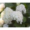Hortensia 'Endless Summer The Bride' Hydrangea 'Endless Summer The Bride' 5 Liter Potte 1 Hortensia 'Endless Summer The Bride' Hydrangea 'Endless Summer The Bride' 5 Liter Potte -Plantetorvet Butik p6618 4376 hydrangea endless summer the bride e946