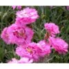 Fjernellike 'Maggie' Dianthus Plumarius 'Maggie' 10 Cm. Potte