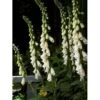 Fingerbøl 'Snow Timple' Digitalis Hyb. 'Snow Timple' 1 Liter Potte -Plantetorvet Butik p732 599 digitalis hyb snow timple e005
